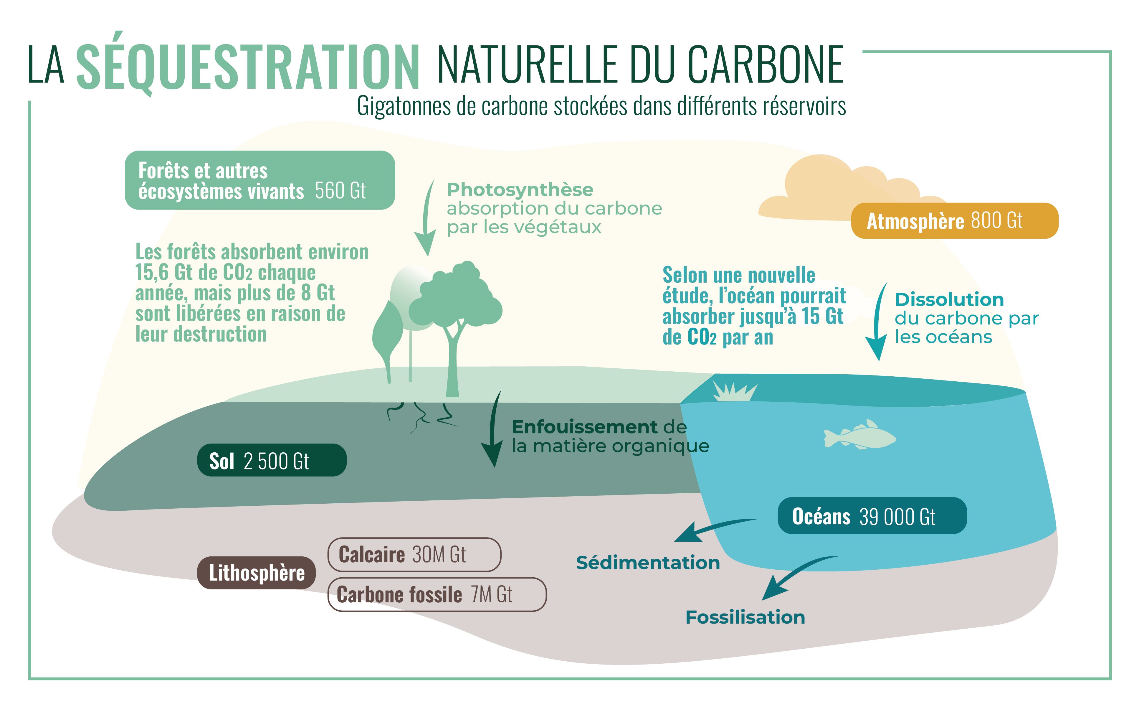 Les puits océanique et terrestre ont perdu de leur efficacité (8 ppm) depuis 1960 à cause du changement climatique, particulièrement du fait de la déforestation des forêts tropicales.